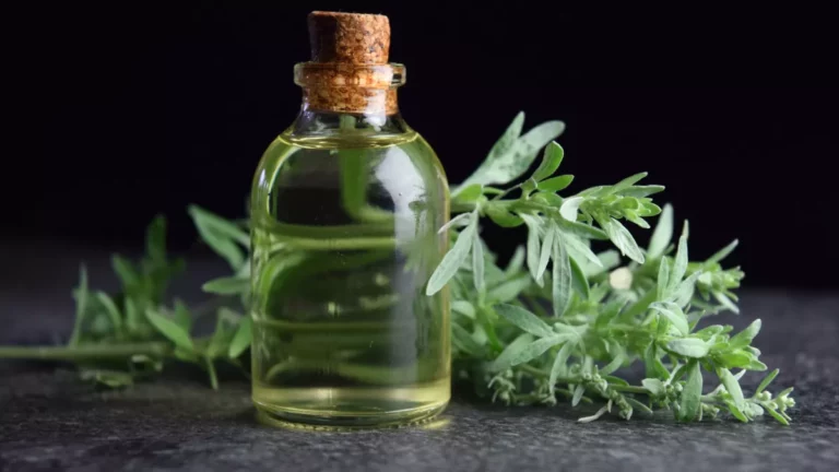 Le thé chiba : les secrets d'une plante ancestrale marocaine 8 Le thé chiba : les secrets d’une plante ancestrale marocaine